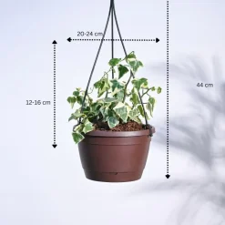 English Ivy Variegated In Hanging Planter