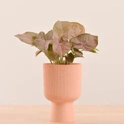Erika Planter