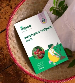 Eucalyptus Redgum Seeds - 100 g