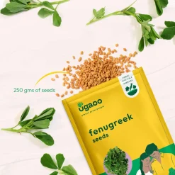Fenugreek Seeds (Methi)