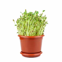 Fenugreek Seeds (Methi)