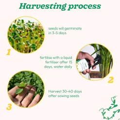 Fenugreek Seeds (Methi)