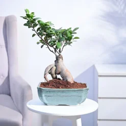 Ficus Bonsai Plant