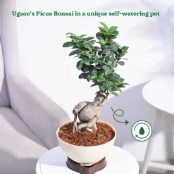 Ficus Bonsai Plant