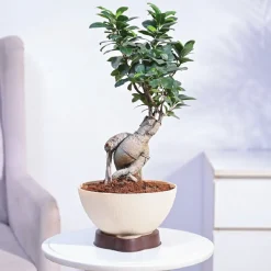 Ficus Bonsai Plant