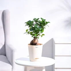 Ficus Bonsai Plant