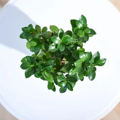 Ficus Bonsai Plant