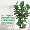 Ficus Lyrata Bambino -XL