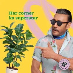 Ficus Lyrata Bambino -XL