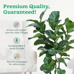 Ficus Lyrata Bambino -XL