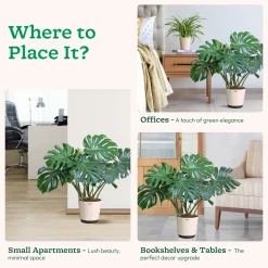 Ficus Lyrata Bambino -XL