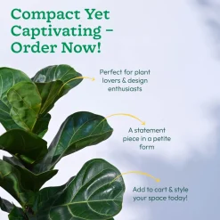 Ficus Lyrata Bambino -XL
