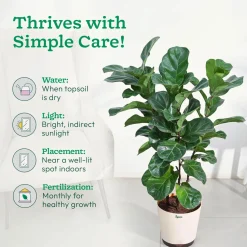 Ficus Lyrata Bambino -XL