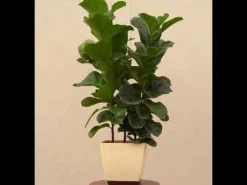 Ficus Lyrata Bambino -XL