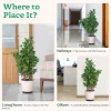 Ficus Moclame Plant - XL