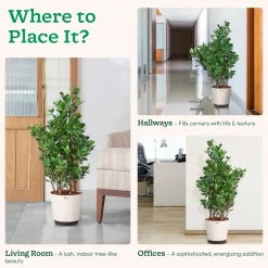 Ficus Moclame Plant - XL