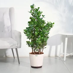 Ficus Moclame Plant - XL