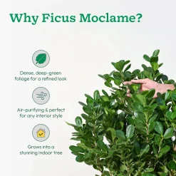 Ficus Moclame Plant - XL