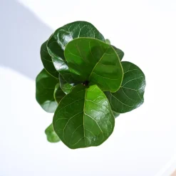 Fiddle Leaf Fig Plant - Bambino