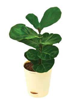 Fiddle Leaf Fig Plant - Bambino