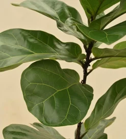 Fiddle Leaf Fig Plant - Bambino