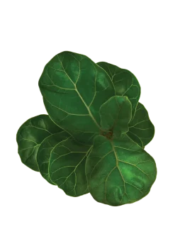 Fiddle Leaf Fig Plant - Bambino