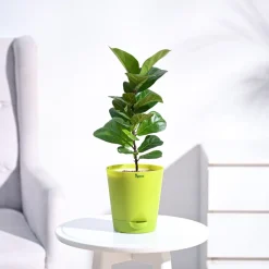 Fiddle Leaf Fig Plant - Bambino