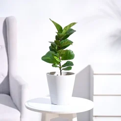 Fiddle Leaf Fig Plant - Bambino