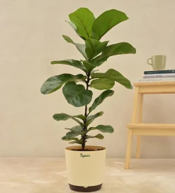 Fiddle Leaf Fig Plant - Bambino