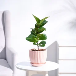 Fiddle Leaf Fig Plant - Bambino