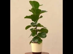 Fiddle Leaf Fig Plant - Bambino