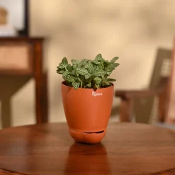 Fittonia Green Plant (Nerve Plant)