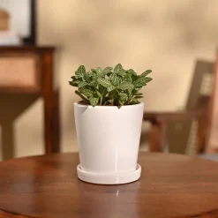 Fittonia Green Plant (Nerve Plant)