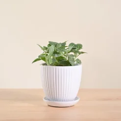Fittonia Green Plant (Nerve Plant)