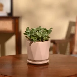Fittonia Green Plant (Nerve Plant)