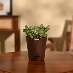 Fittonia Green Plant (Nerve Plant)