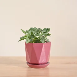 Fittonia Green Plant (Nerve Plant)