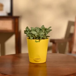 Fittonia Green Plant (Nerve Plant)