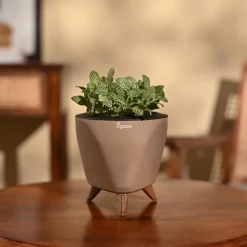 Fittonia Green Plant (Nerve Plant)