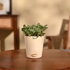 Fittonia Green Plant (Nerve Plant)