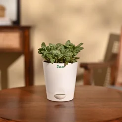 Fittonia Green Plant (Nerve Plant)