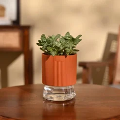 Fittonia Green Plant (Nerve Plant)