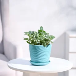 Fittonia Green Plant (Nerve Plant)
