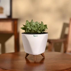 Fittonia Green Plant (Nerve Plant)