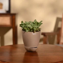 Fittonia Green Plant (Nerve Plant)
