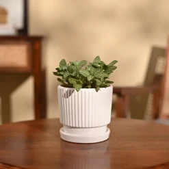 Fittonia Green Plant (Nerve Plant)