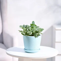Fittonia Green Plant (Nerve Plant)