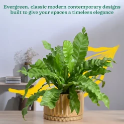Fleeting Bliss Ceramic Planter