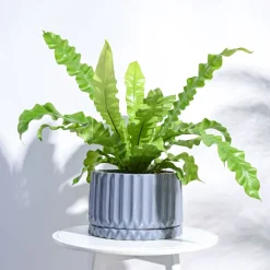 Fleeting Bliss Ceramic Planter