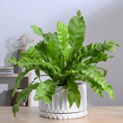 Fleeting Bliss Ceramic Planter